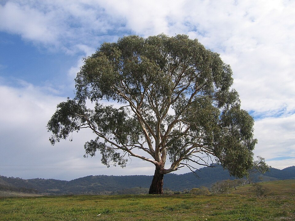 Eucalyptus rubida