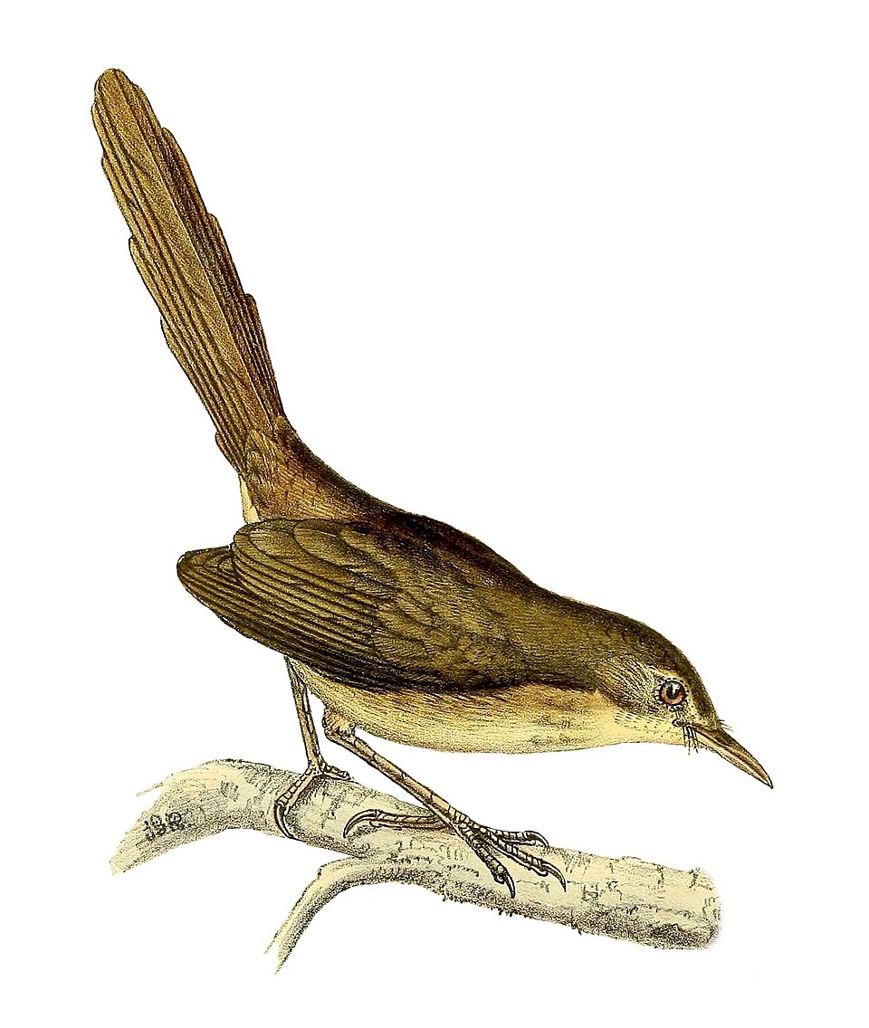 Nesillas