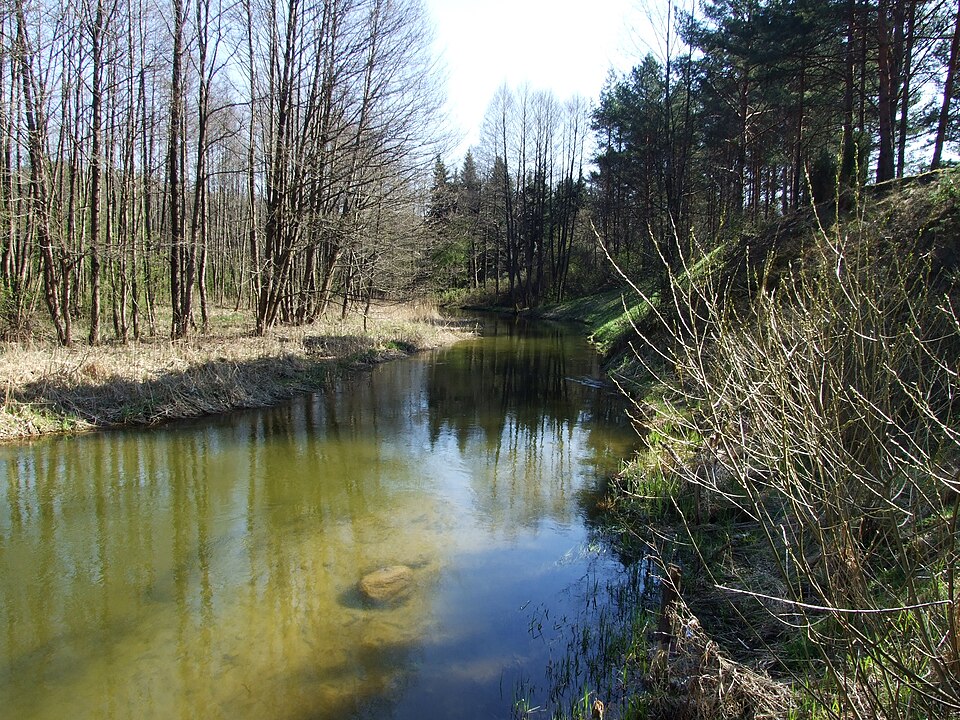 Baltoji Ančia