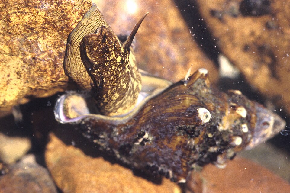Pleuroceridae