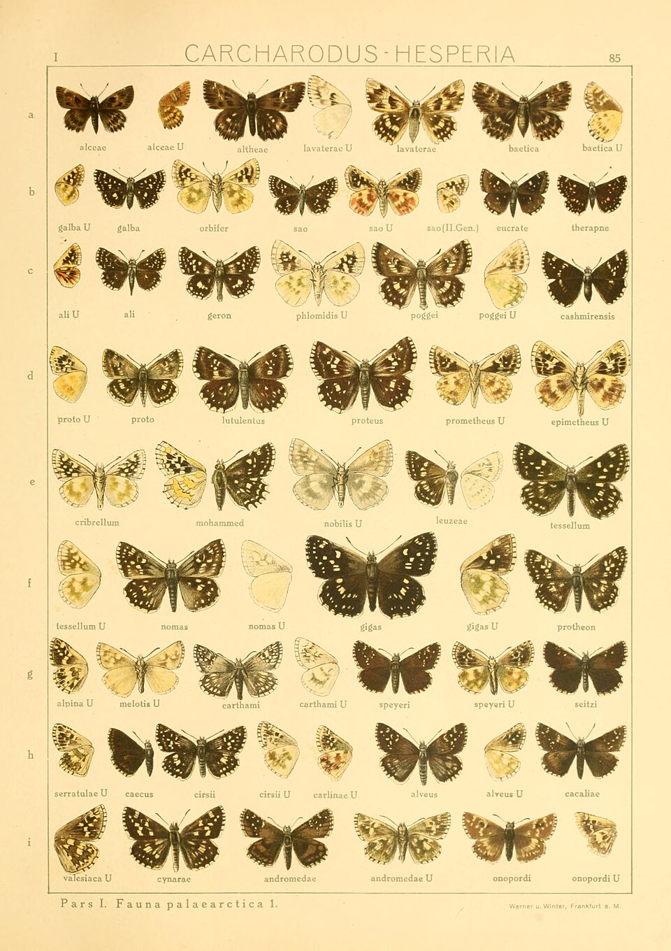 Pyrgus onopordi