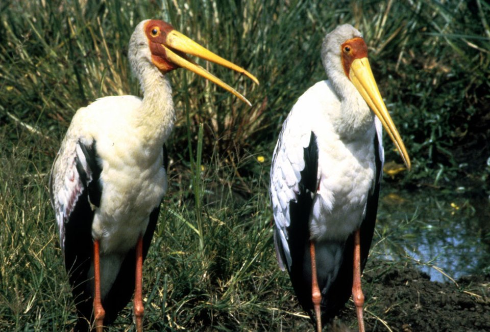 Mycteria