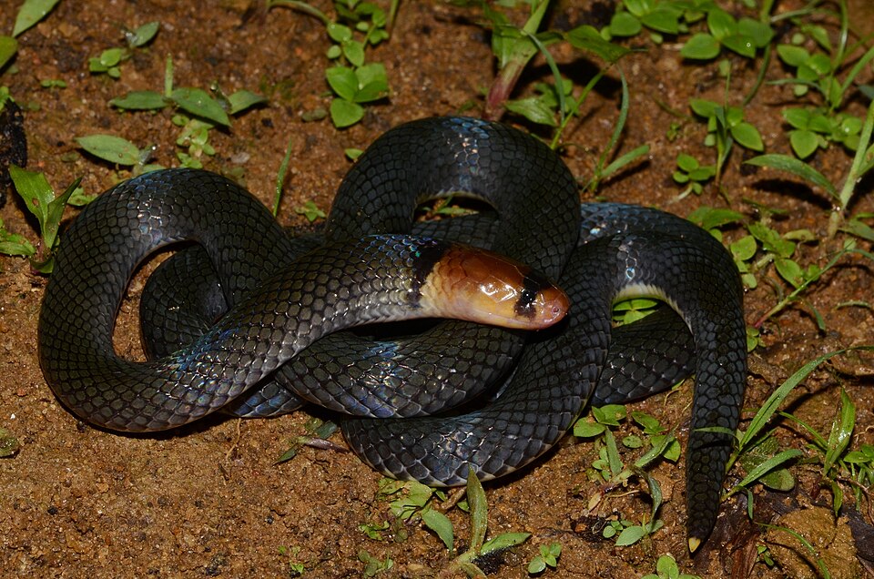 Polemon collaris