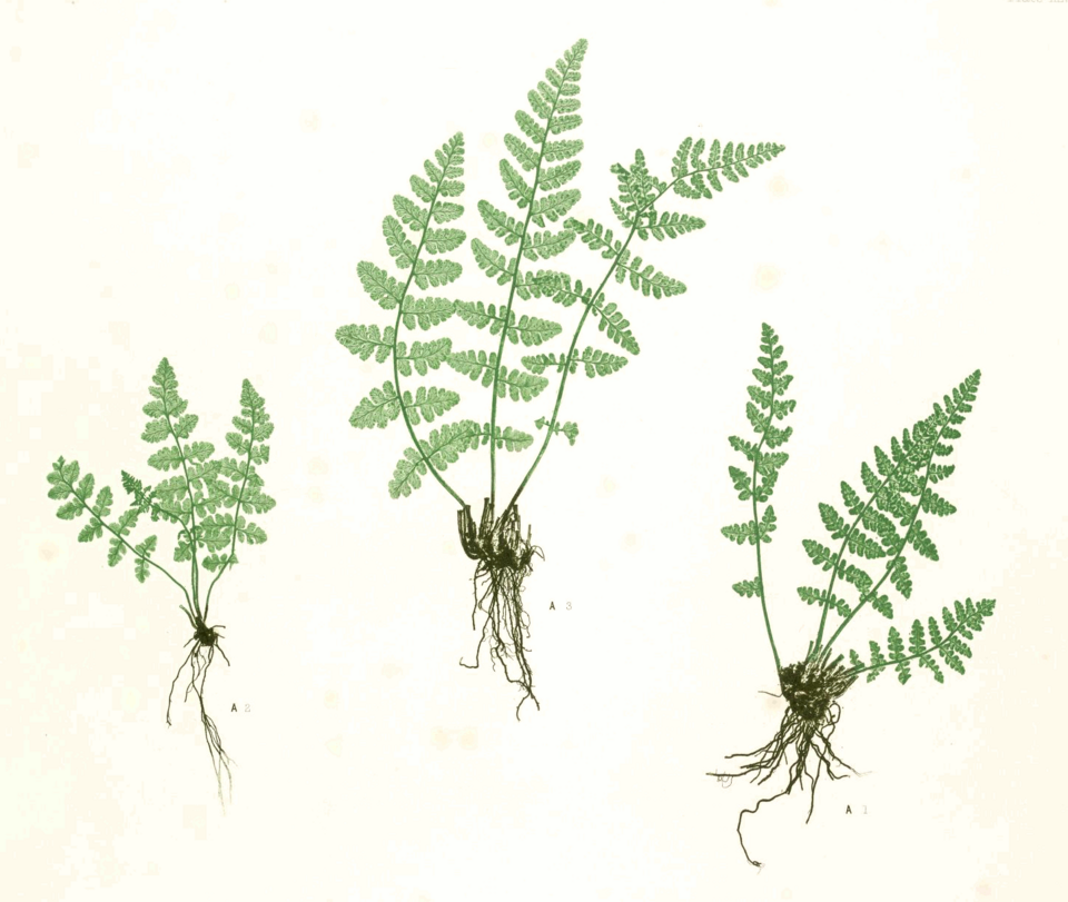 Woodsiaceae
