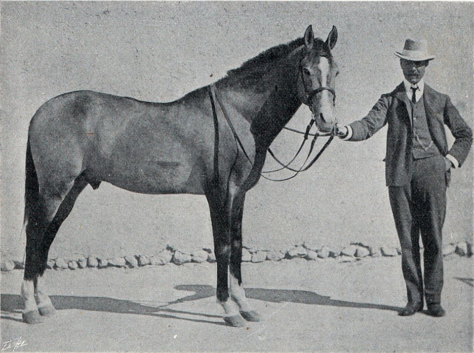 Iomud