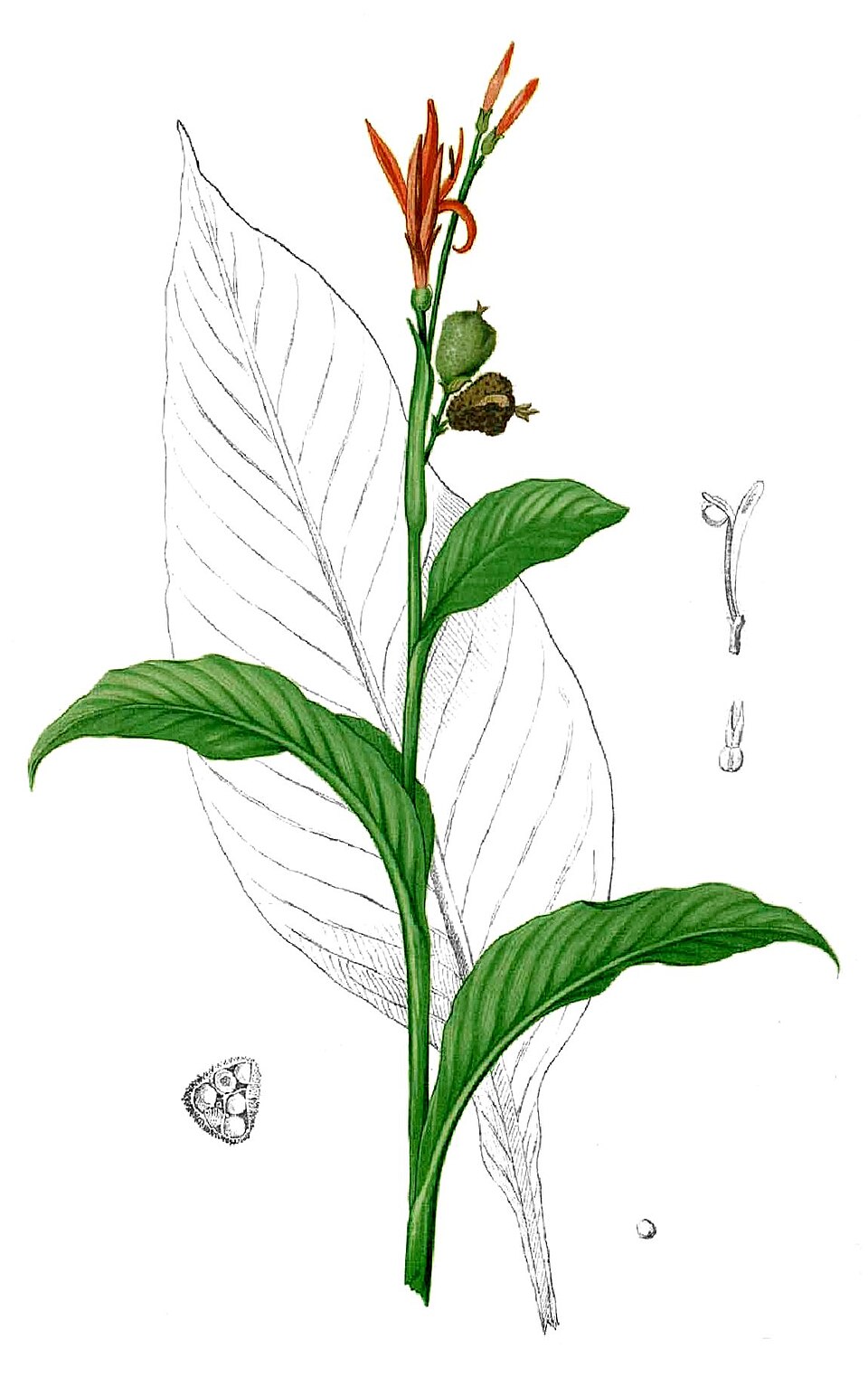 Cannaceae