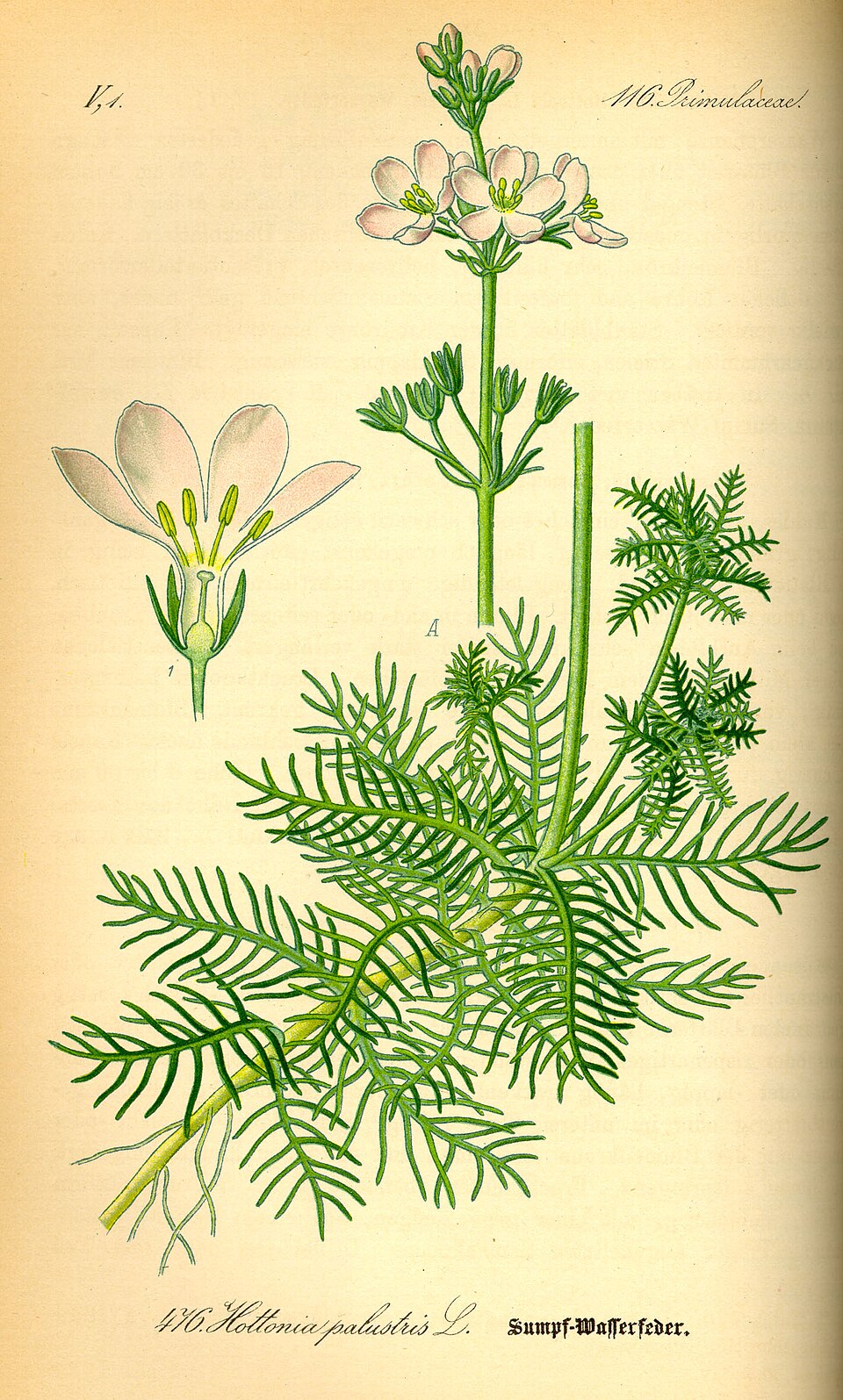 Hottonia