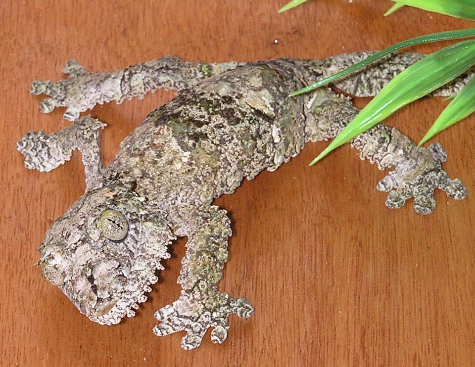 Uroplatus