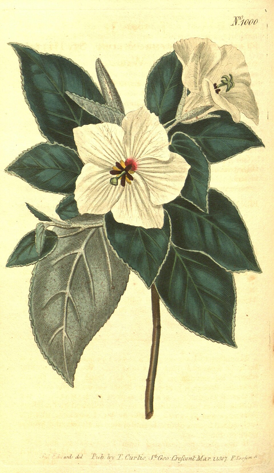 Trochetiopsis