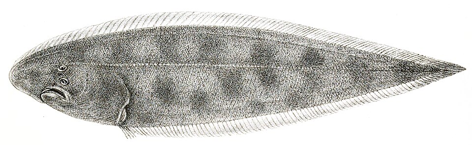 Cynoglossus dubius