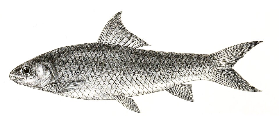 Bangana ariza
