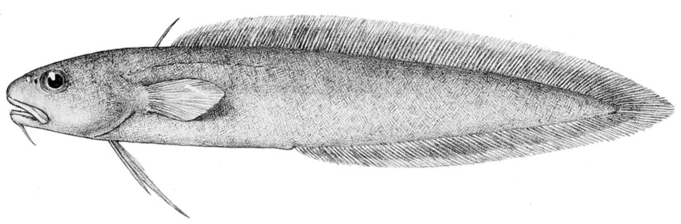 Muraenolepis