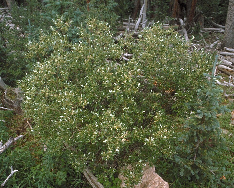 Salix scouleriana
