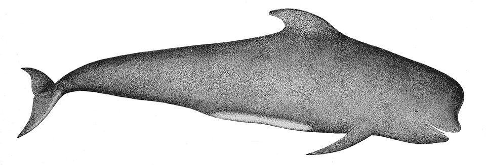 Globicephalinae