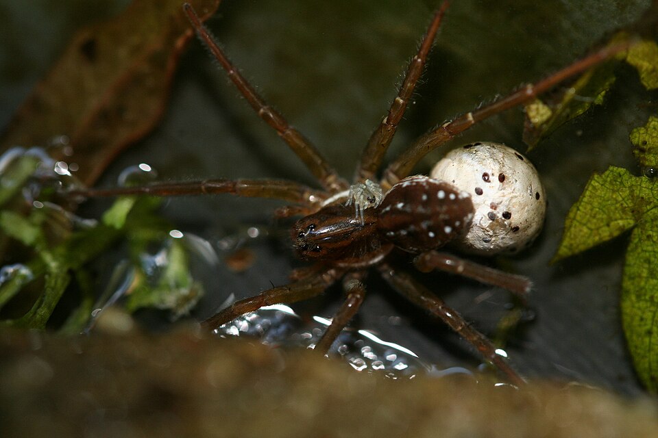 Pirata piscatorius