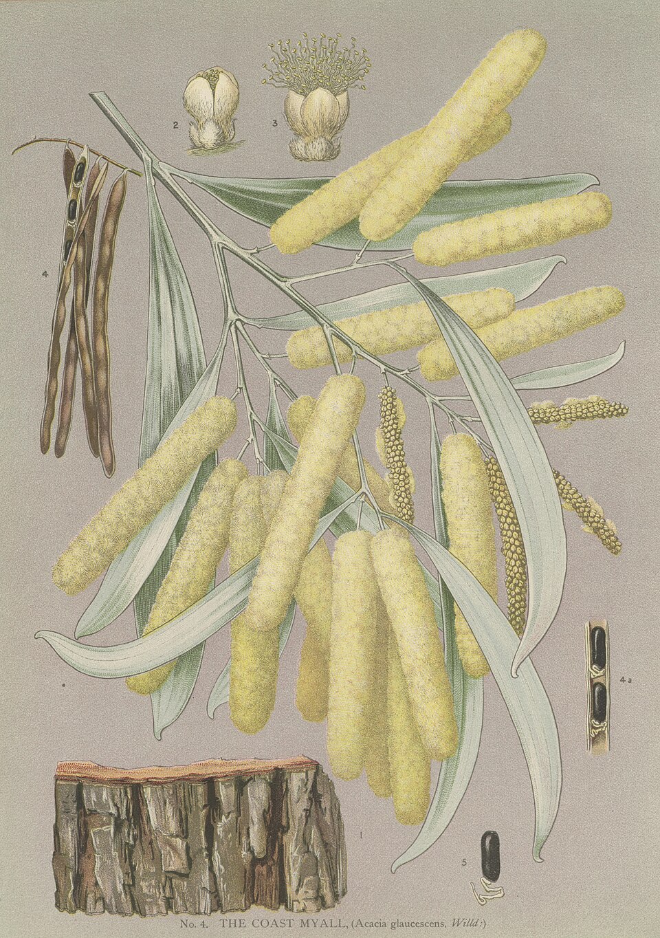 Acacia binervia