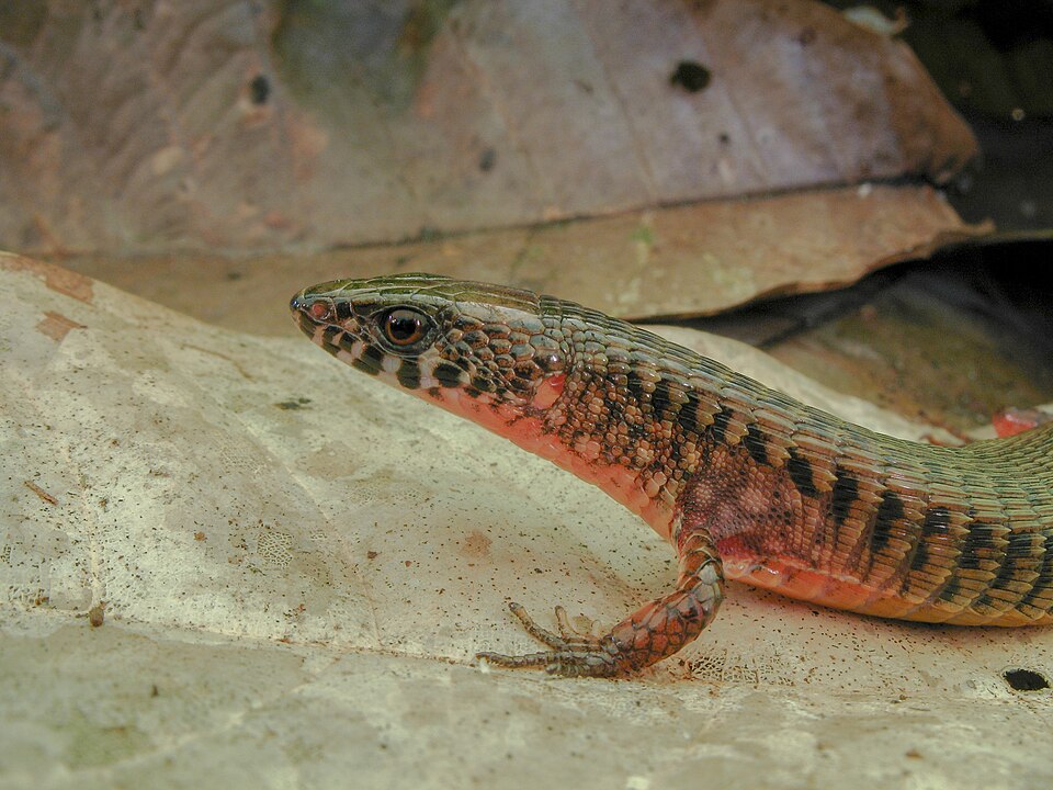 Arthrosaura