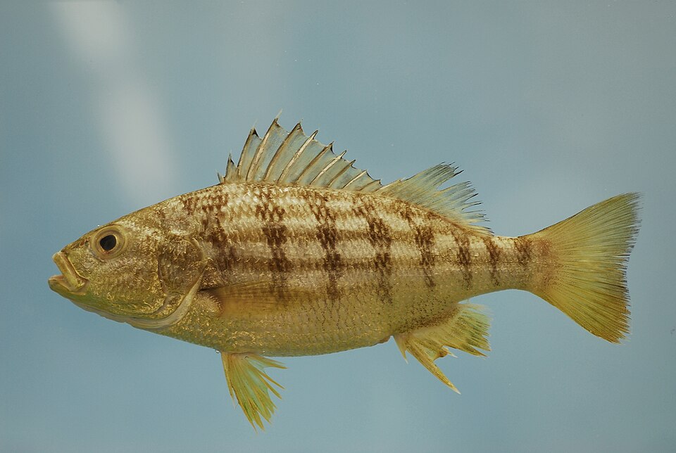 Conodon