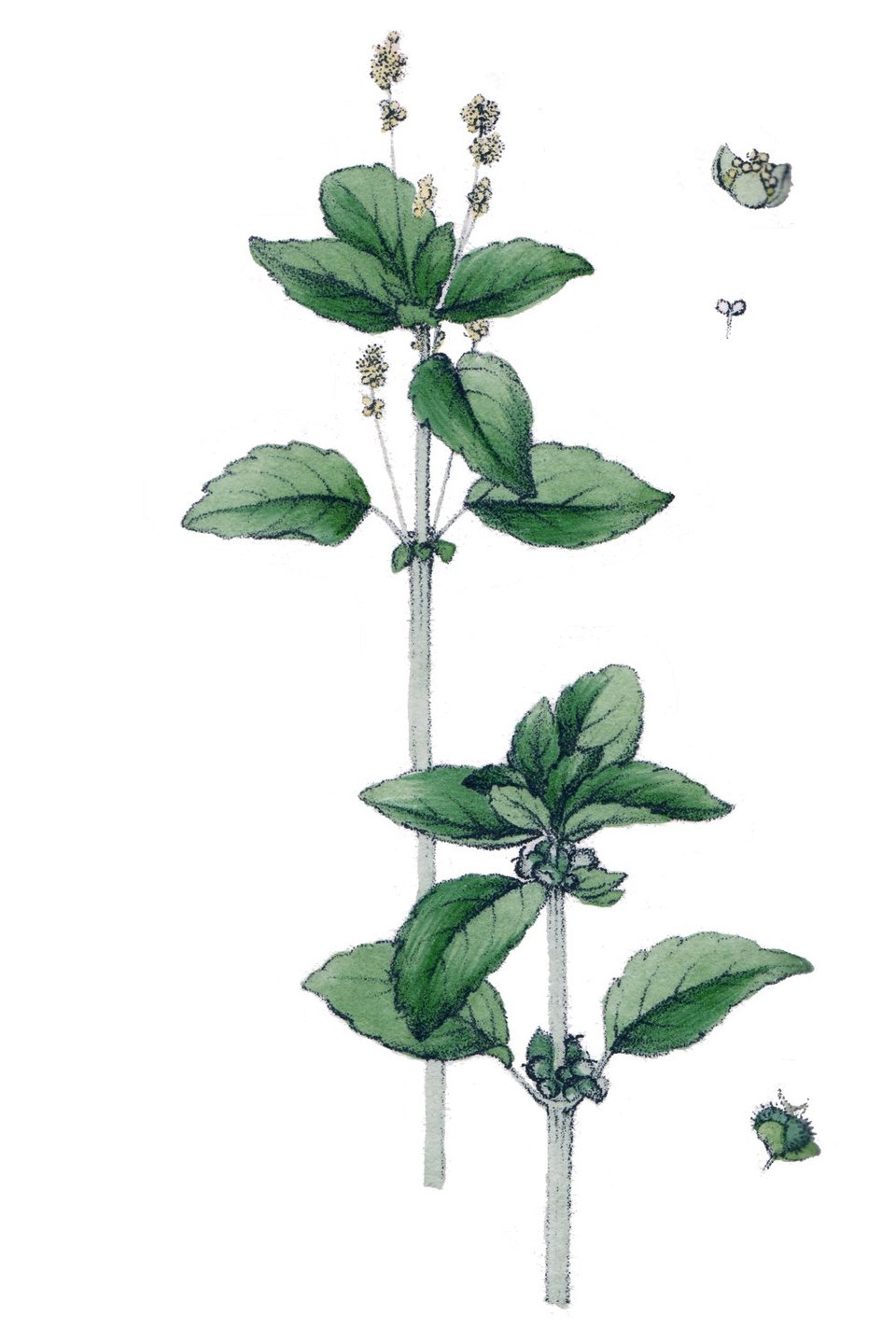 Acalyphoideae