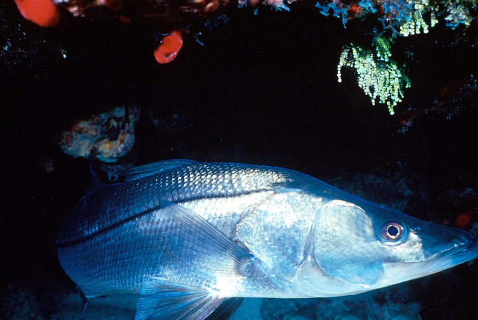 Centropomidae