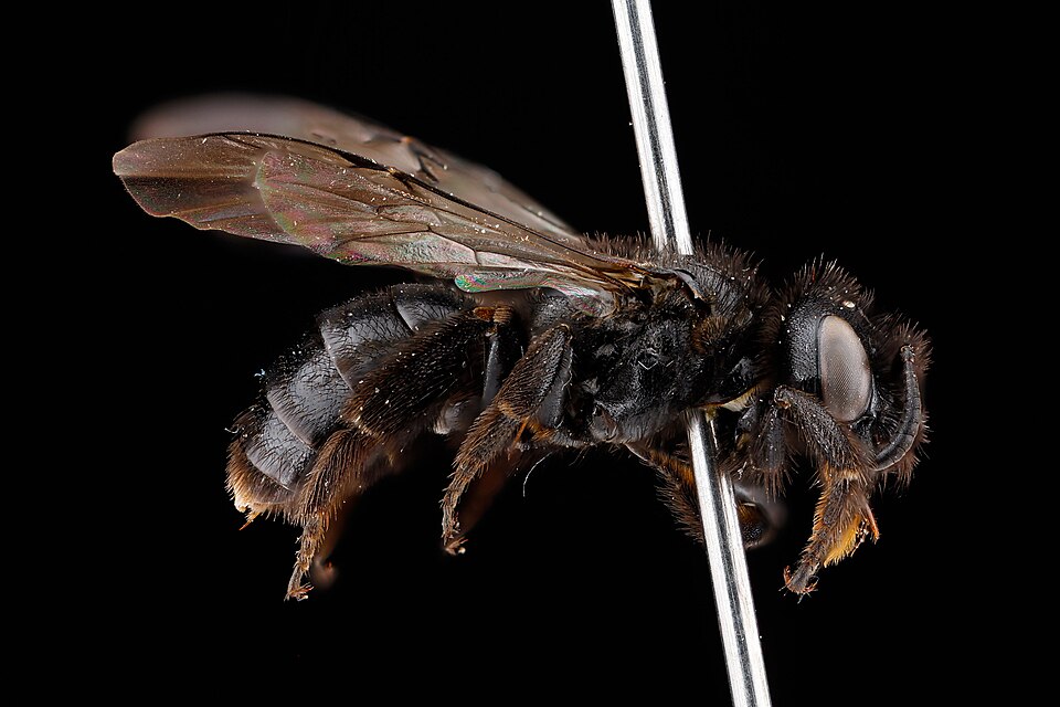 Dufourea