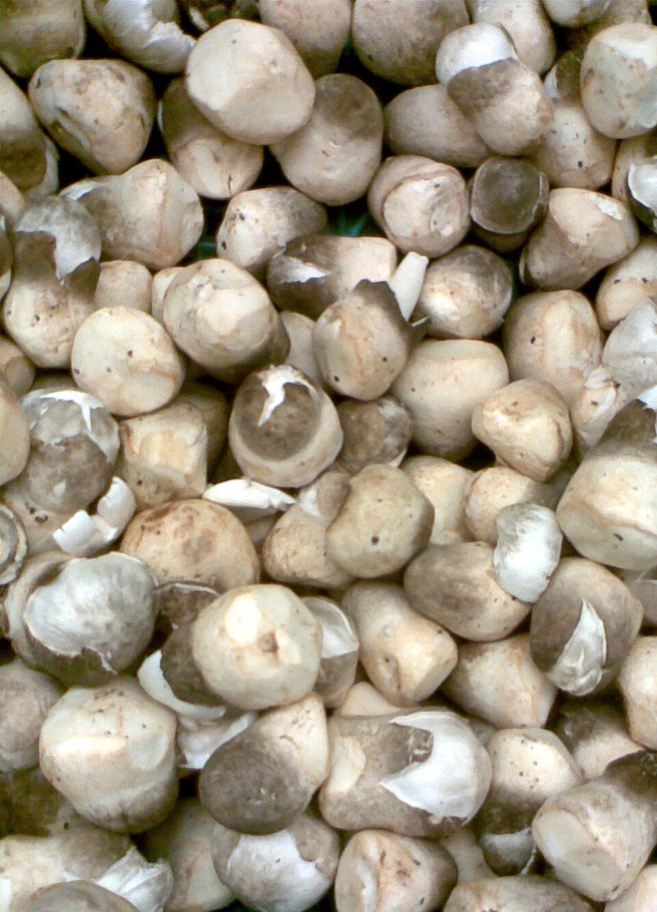 straw mushroom