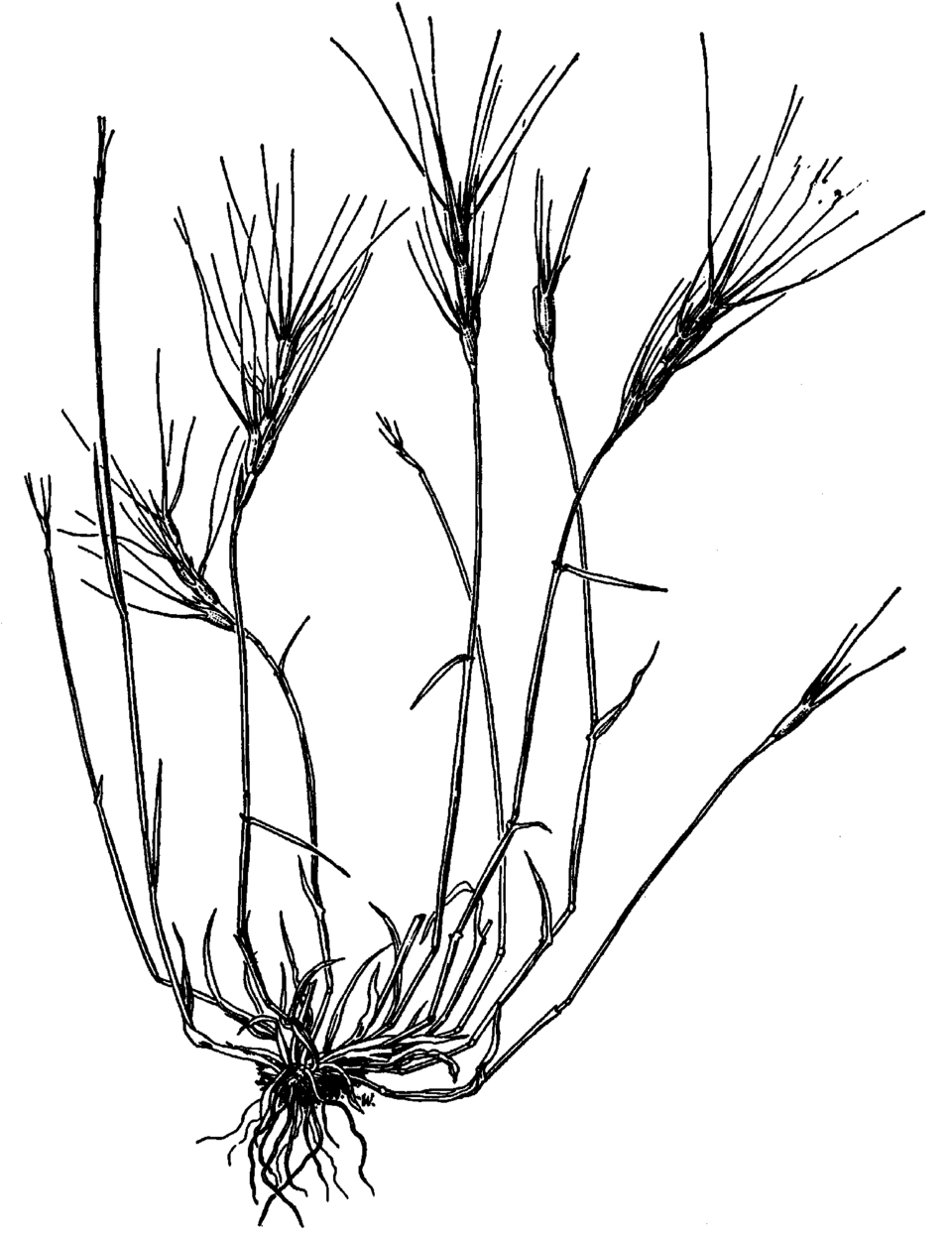 Aegilops