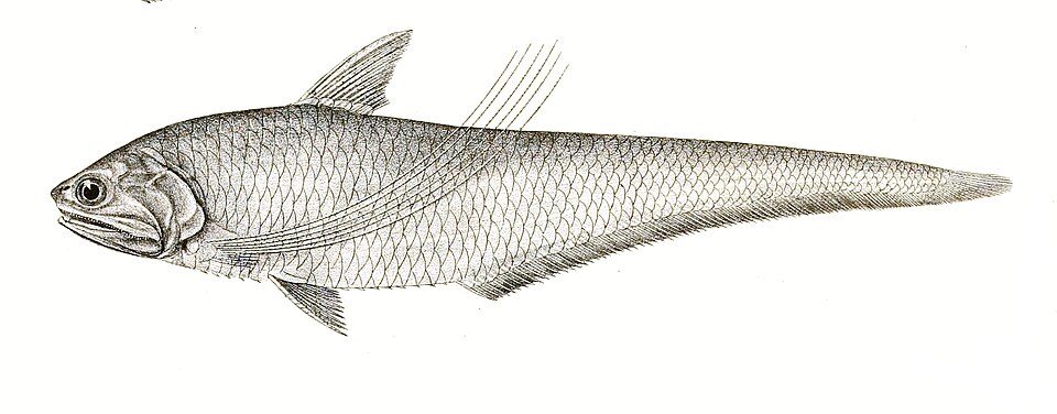 Coilia ramcarati