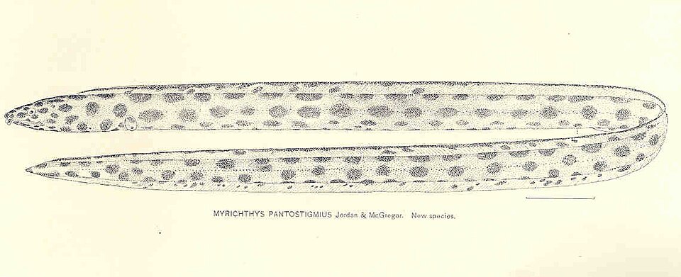 Myrichthys pantostigmius