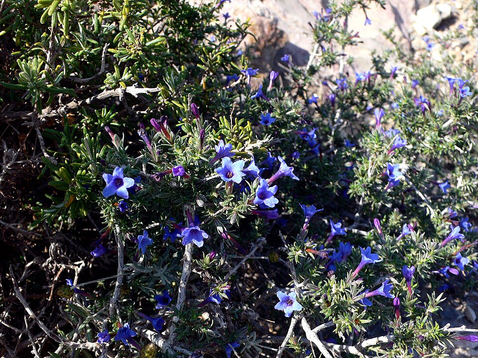 Lithodora fruticosa