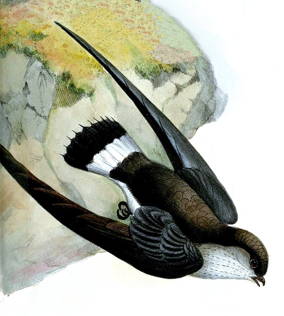 Neafrapus