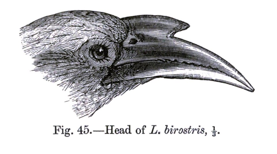 Ocyceros