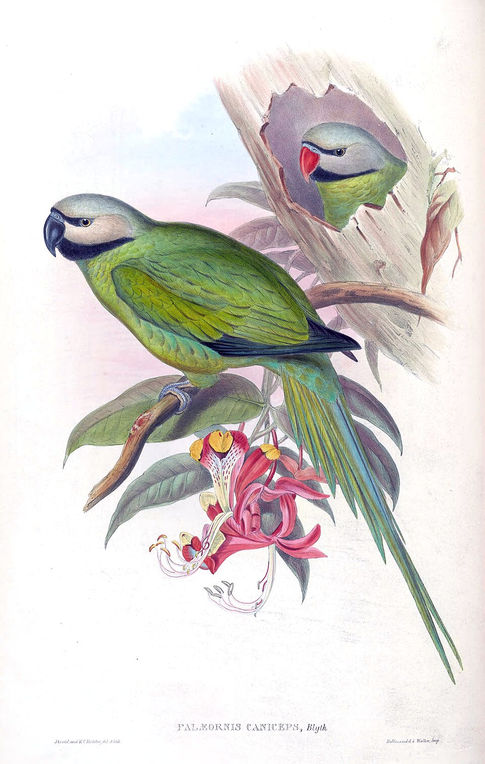 Nicobar Parakeet