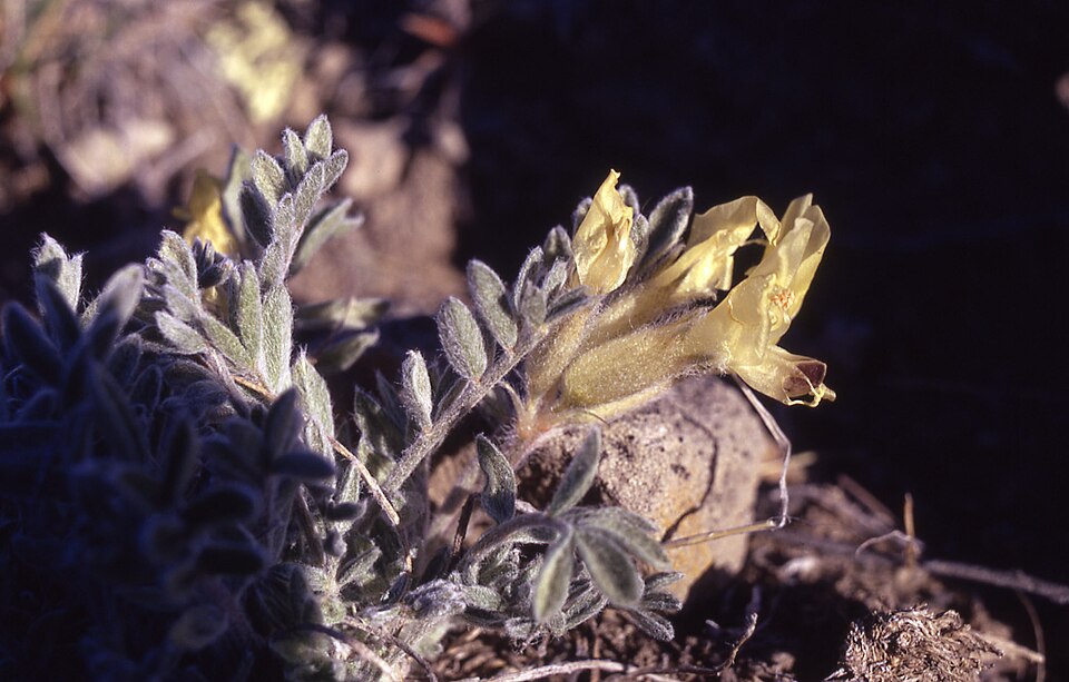 Astragalus cibarius