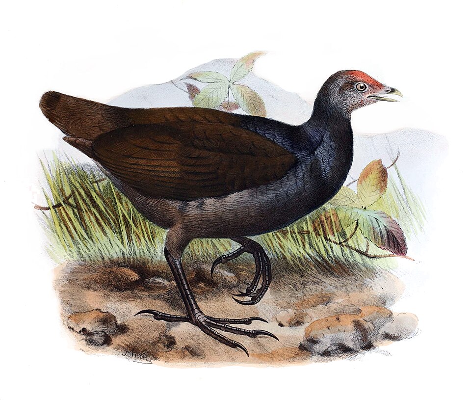 Melanesian Megapode