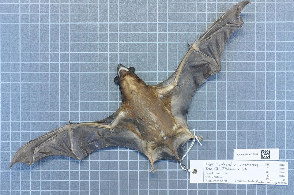 Cynomops