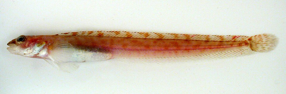 Anisarchus medius