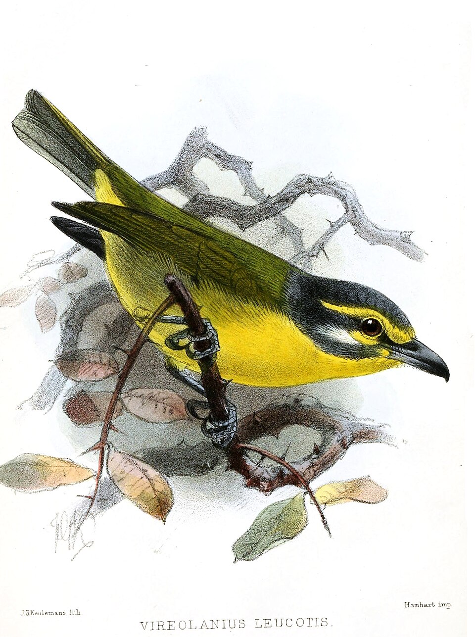 Slaty-capped Shrike-Vireo
