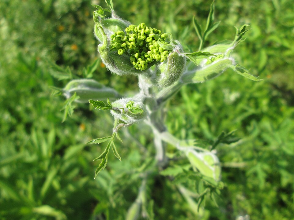 Pastinaca