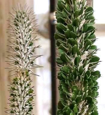 Didiereaceae