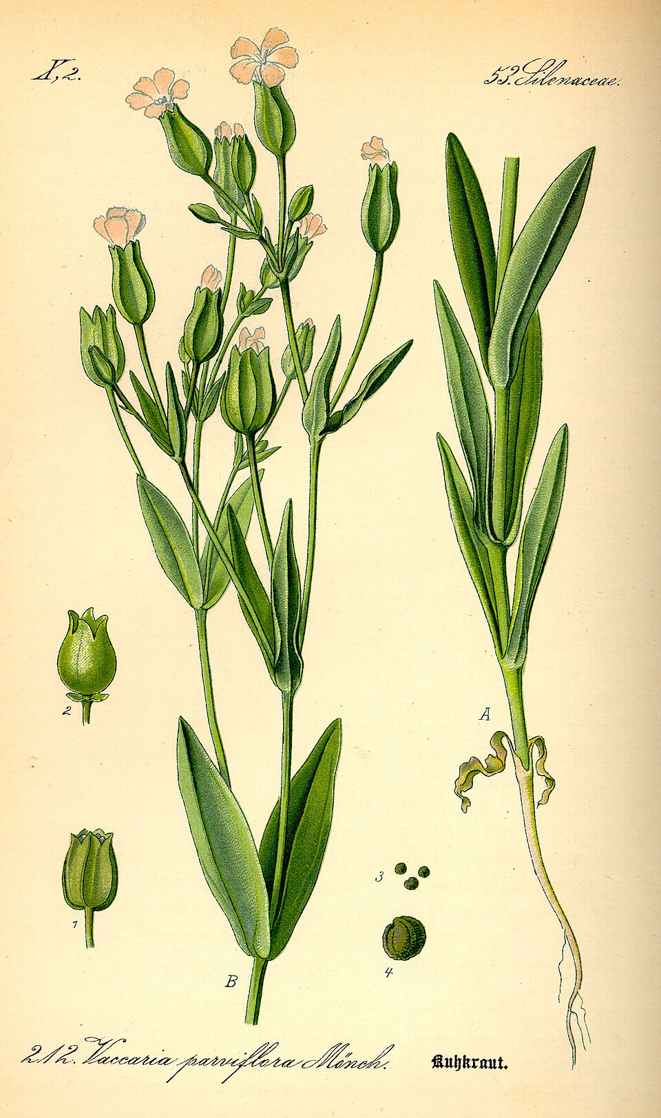 Gypsophila vaccaria