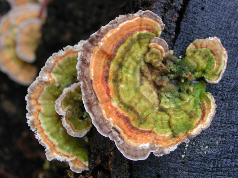 Trametes versicolor