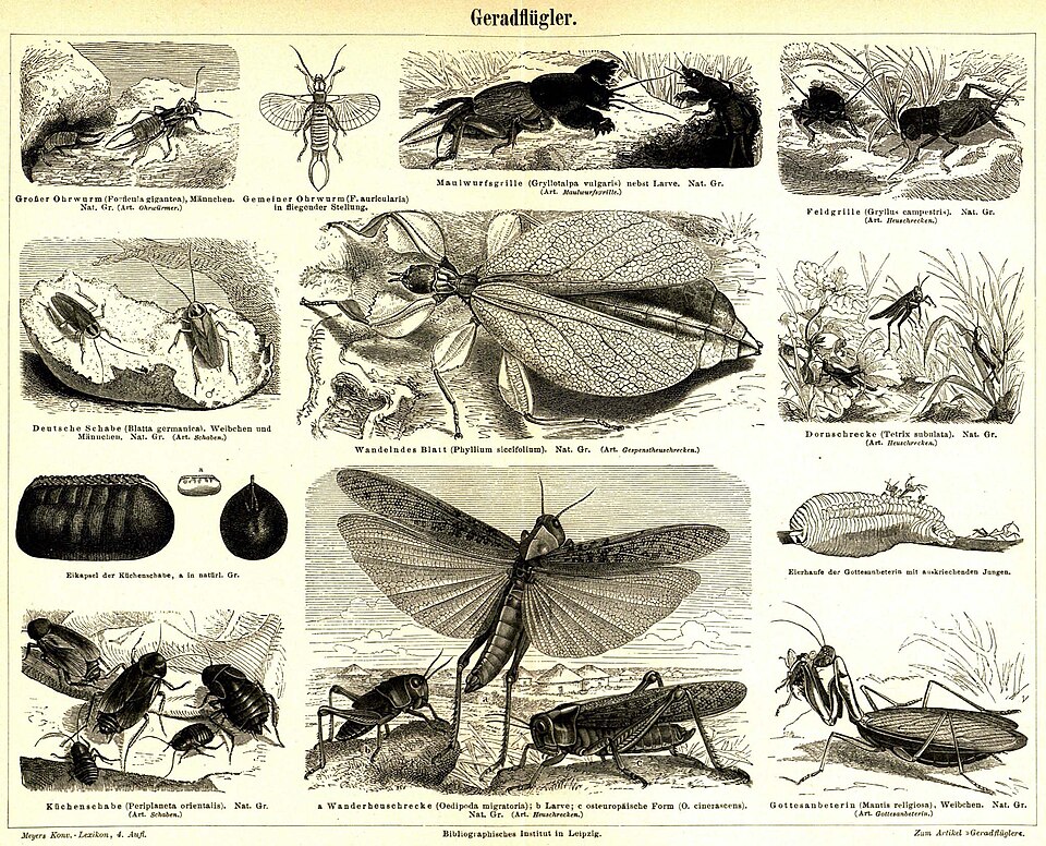Orthoptera