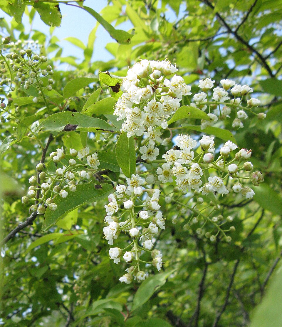 Prunus virginiana