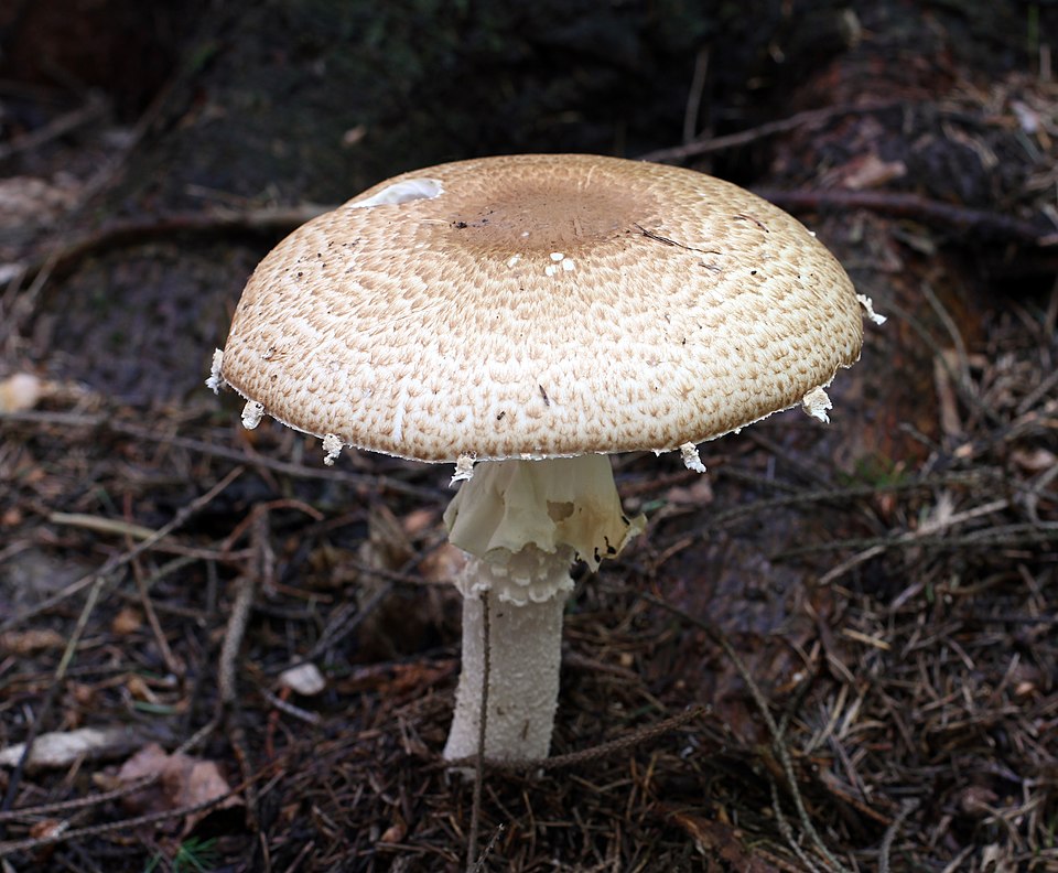 Agaricus augustus