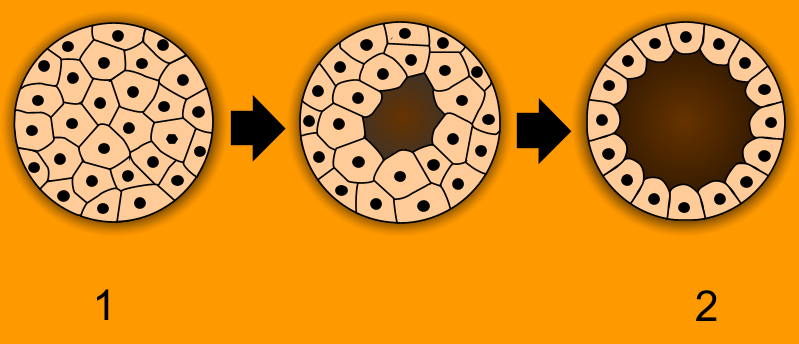 blastula