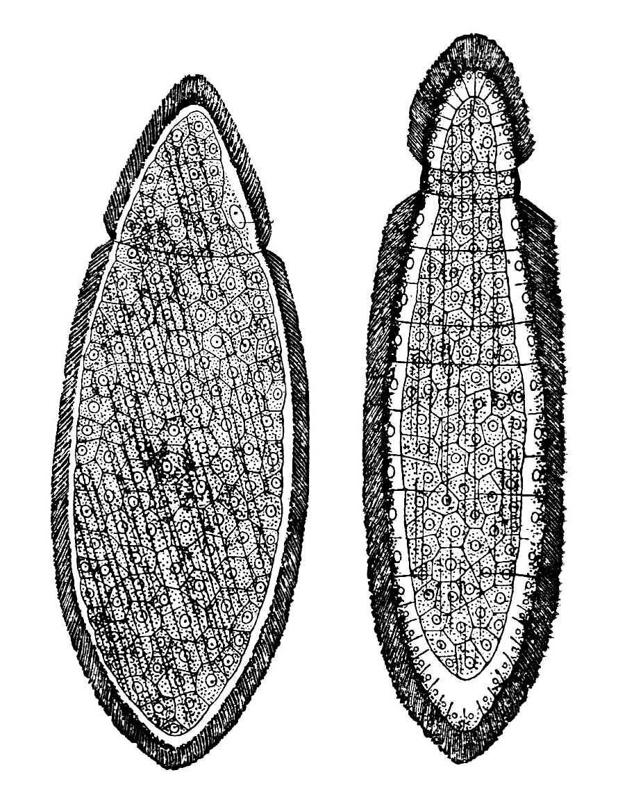 Orthonectida