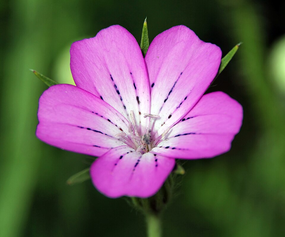 Agrostemma