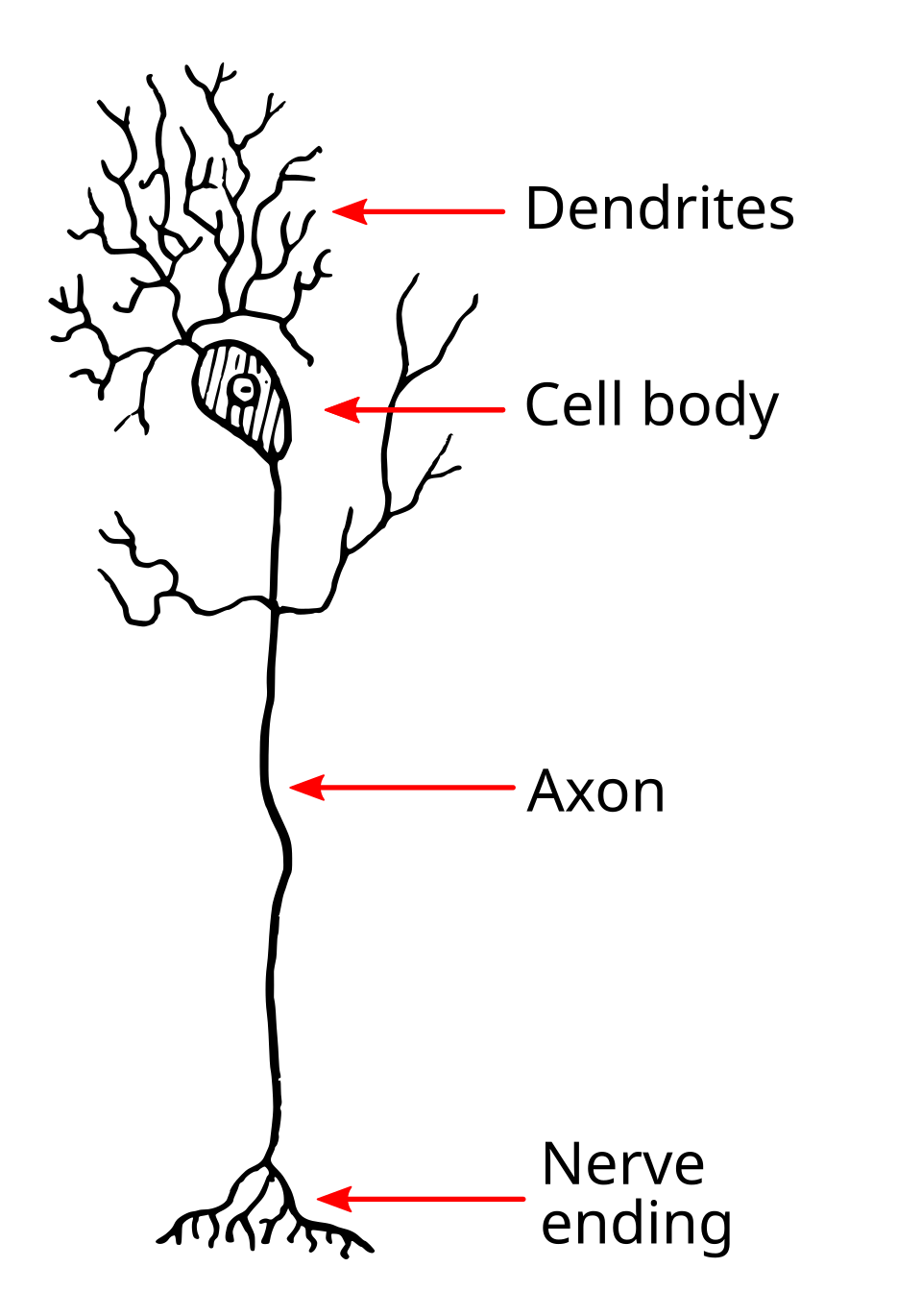 dendrite