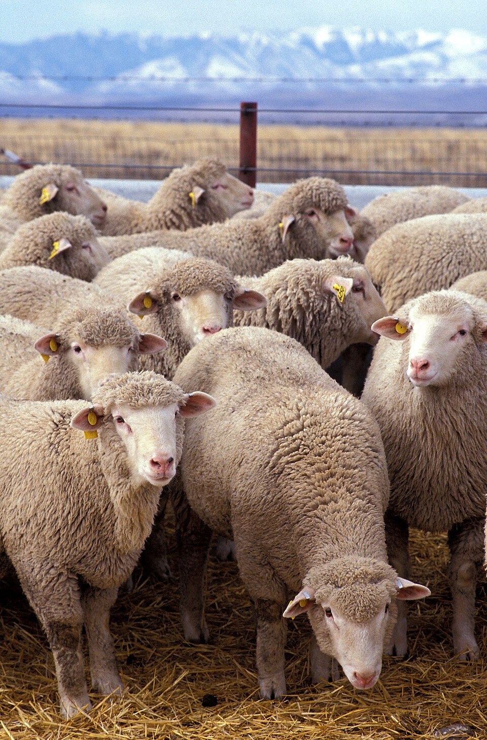 sheep